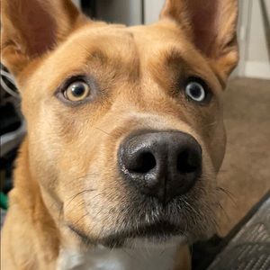 Meet your Posher, Dennis